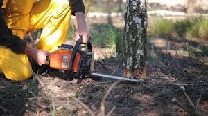 Best Emergency Tree Removal  in Tokeneke, CT