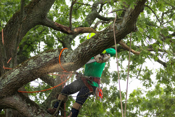 Best Tree and Shrub Care  in Tokeneke, CT