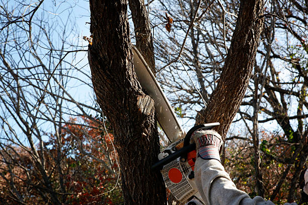 Best Commercial Tree Services  in Tokeneke, CT