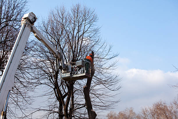 Best Hedge Trimming  in Tokeneke, CT