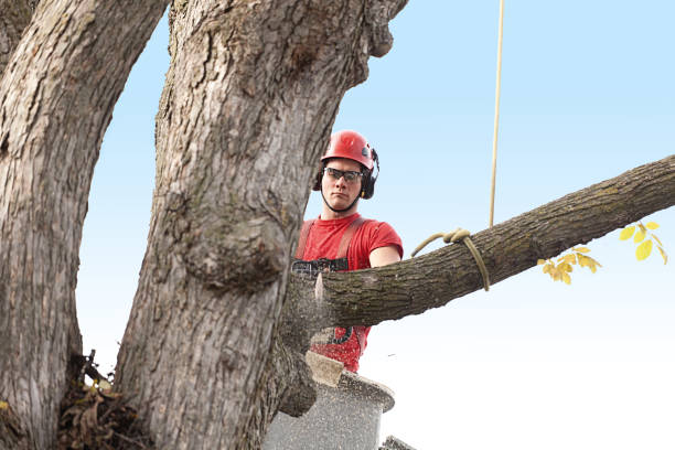 Best Hazardous Tree Removal  in Tokeneke, CT